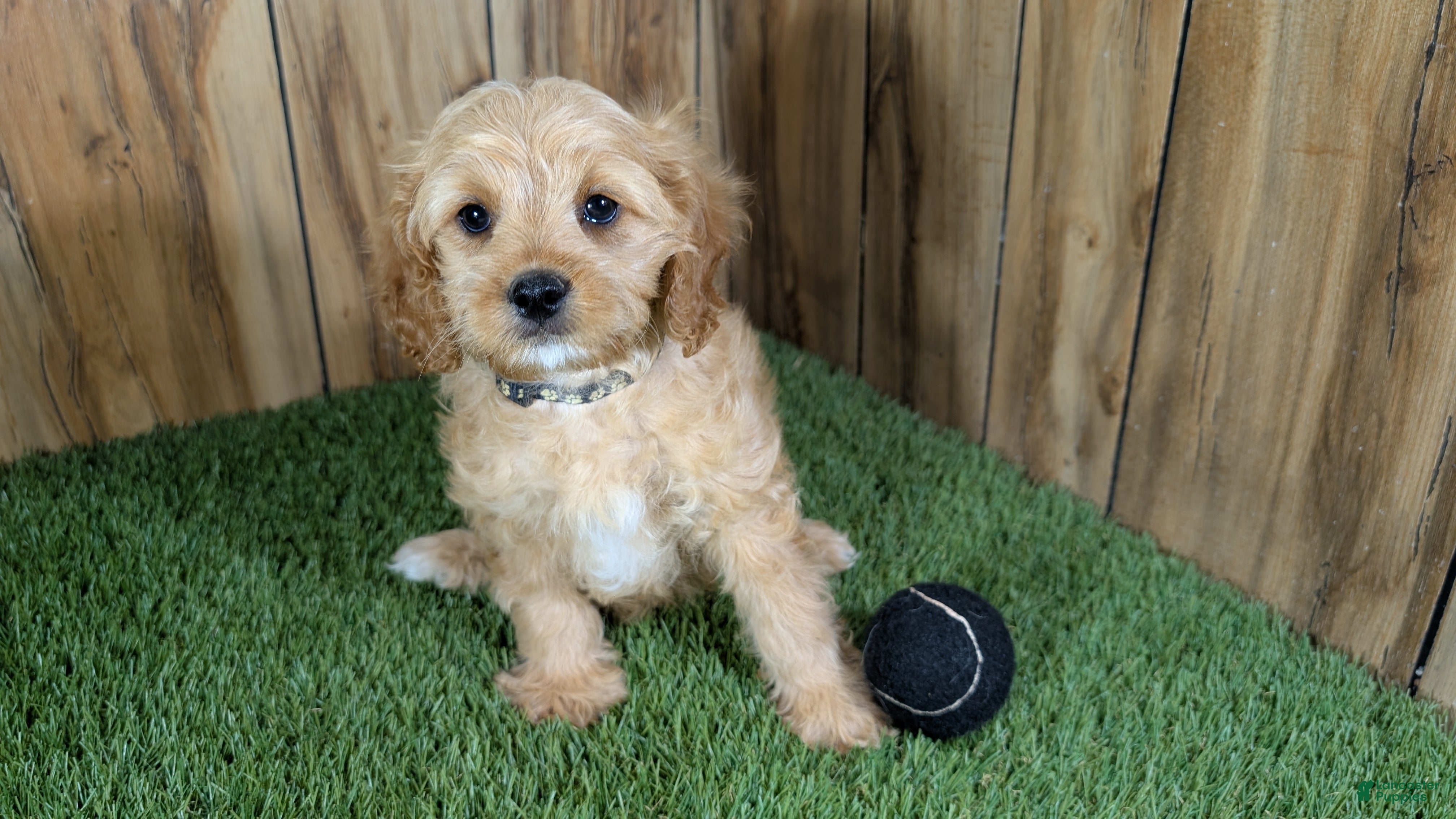Cavapoo dogs Kellee Boy 2 - Ad 2