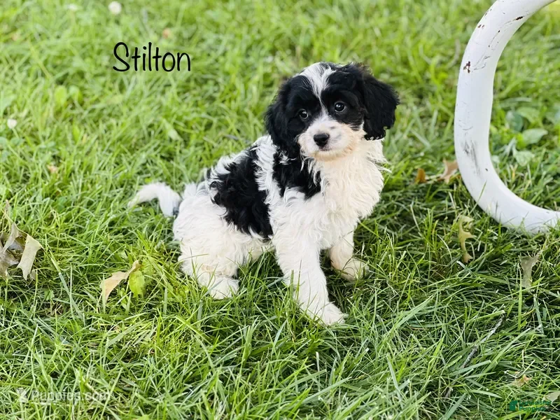Cavapoo dogs for sale: Stilton  - Ad 3