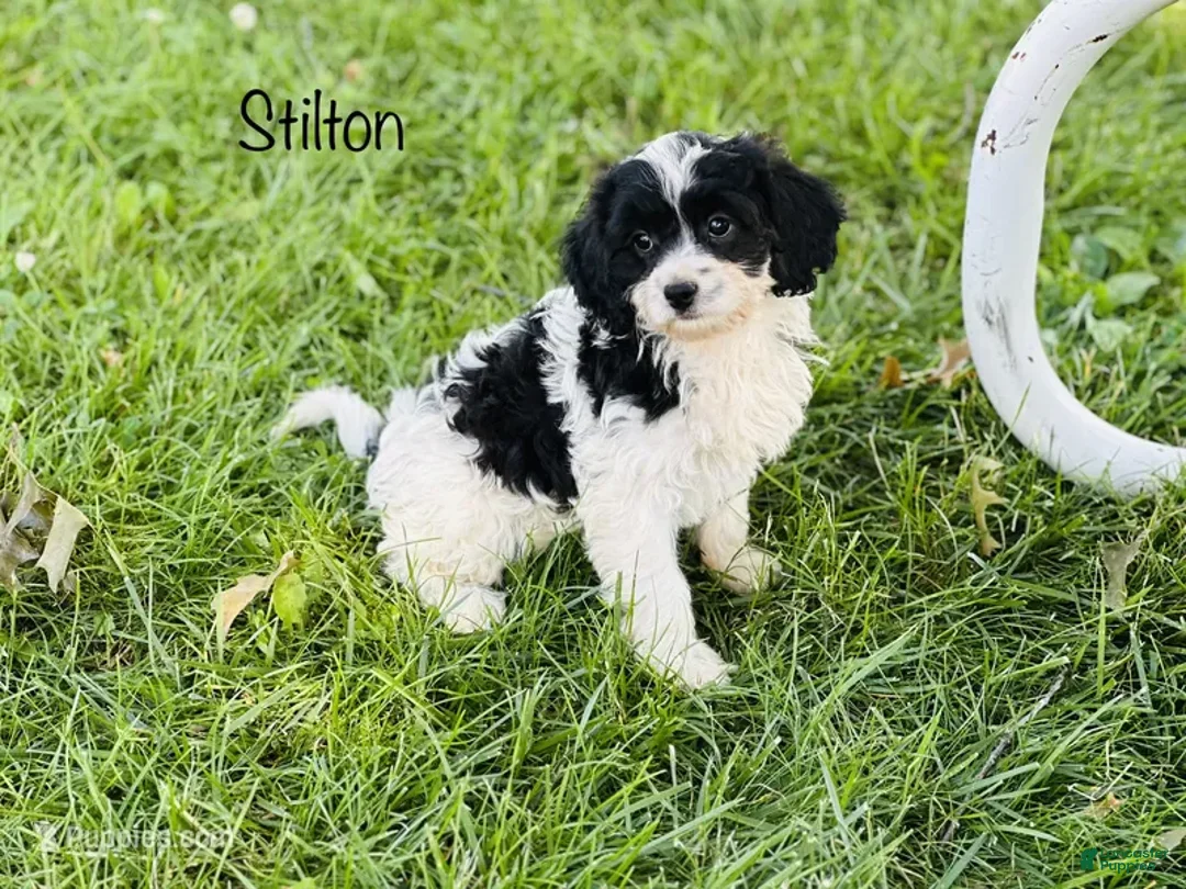 Cavapoo dogs for sale: Stilton  - Ad 1
