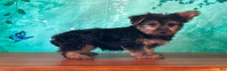 Yorkshire Terrier dogs for sale: Leo - Ad 2