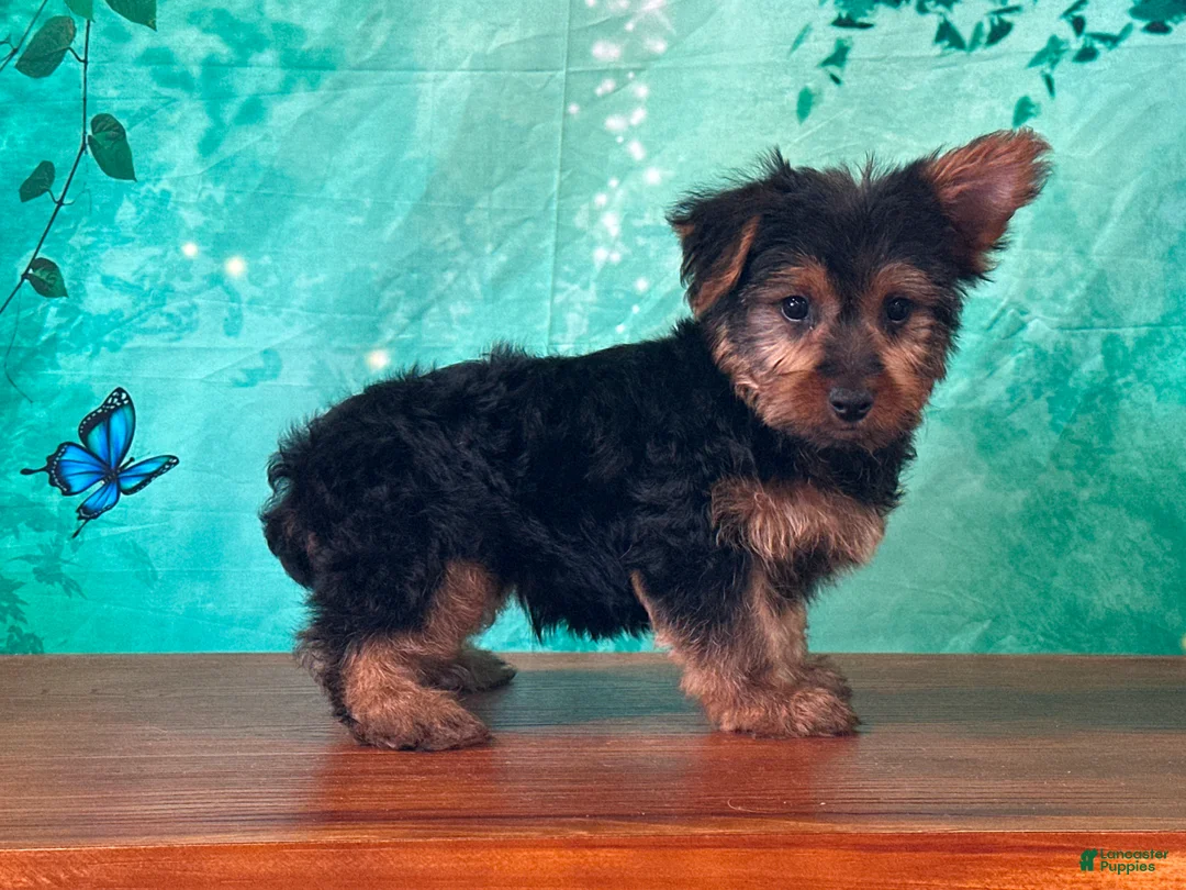 Yorkshire Terrier dogs for sale: Leo - Ad 2
