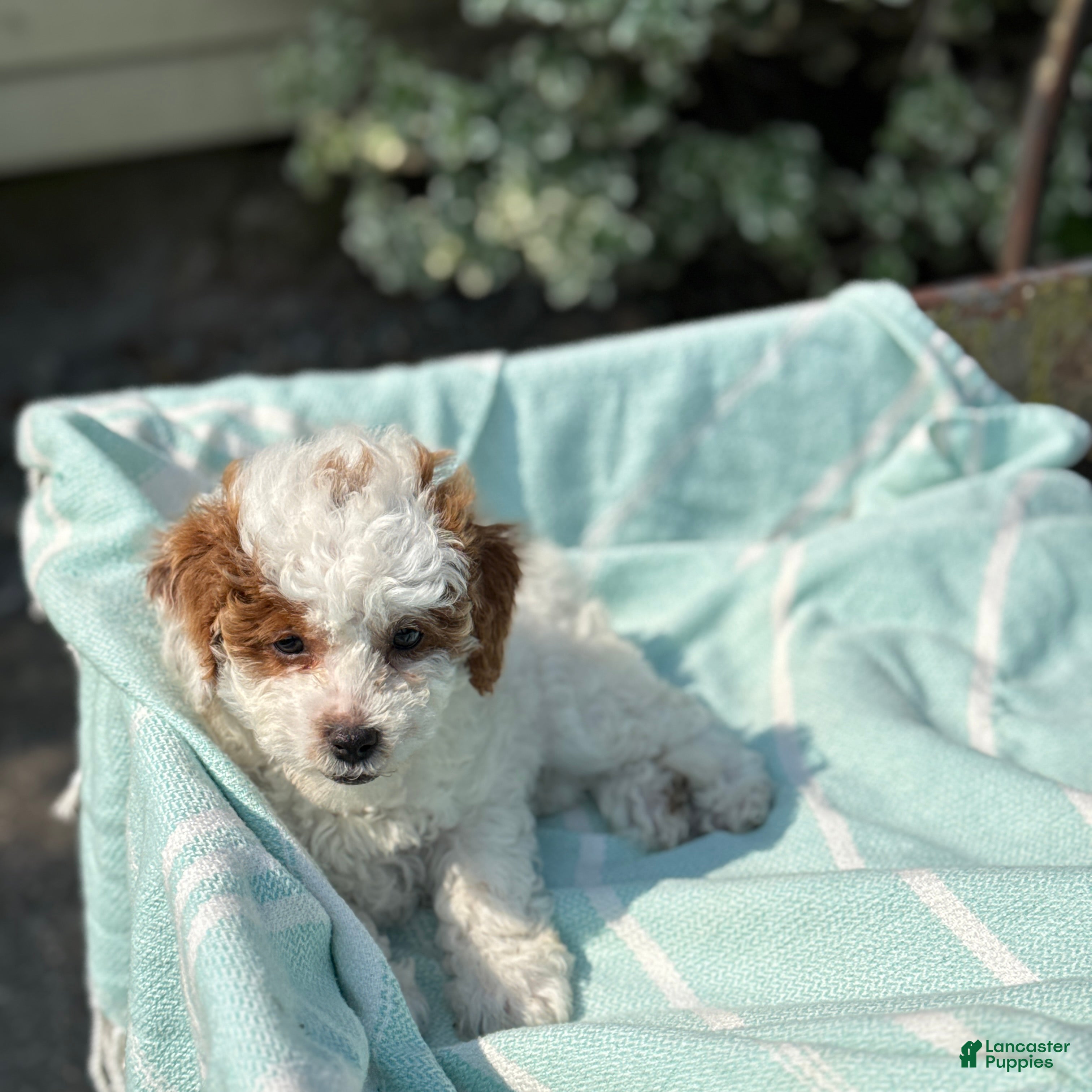 Toy Poodle dogs Taffy - Ad 2