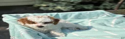 Toy Poodle dogs for sale: Taffy - Ad 2