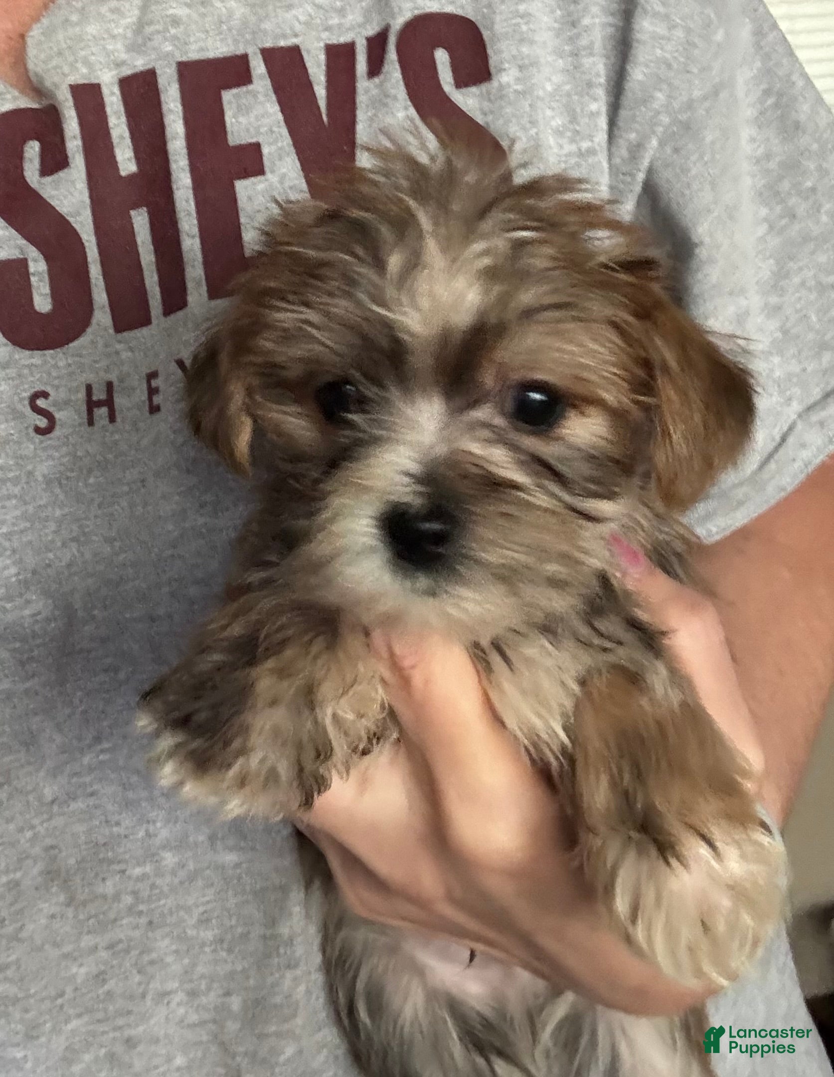 Shorkie dogs Shorkie Puppy 1 - Ad 31