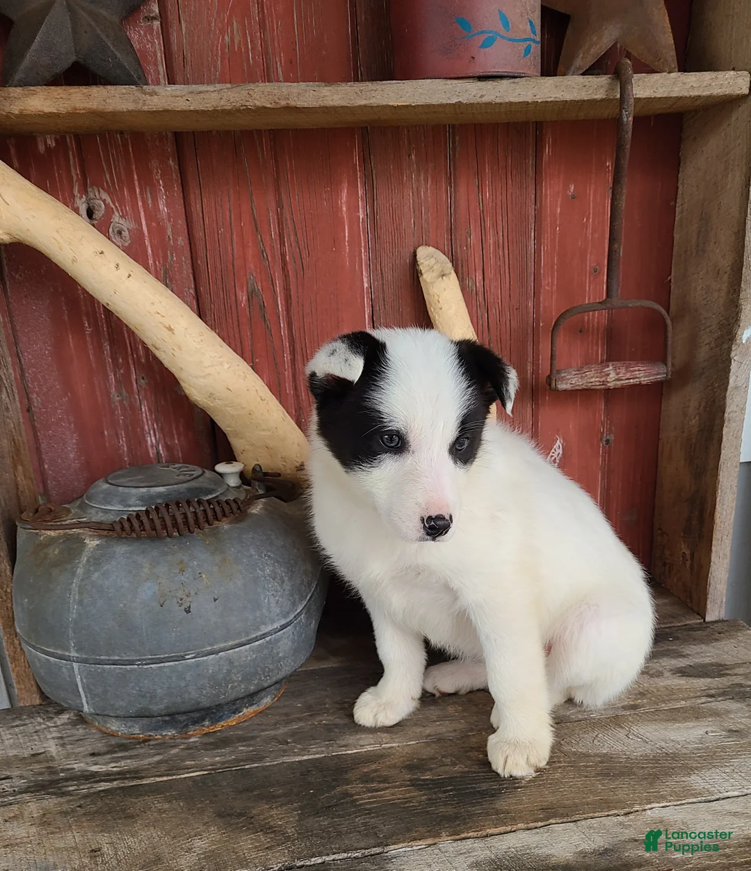 Border Collie dogs for sale: Princess  - Ad 5