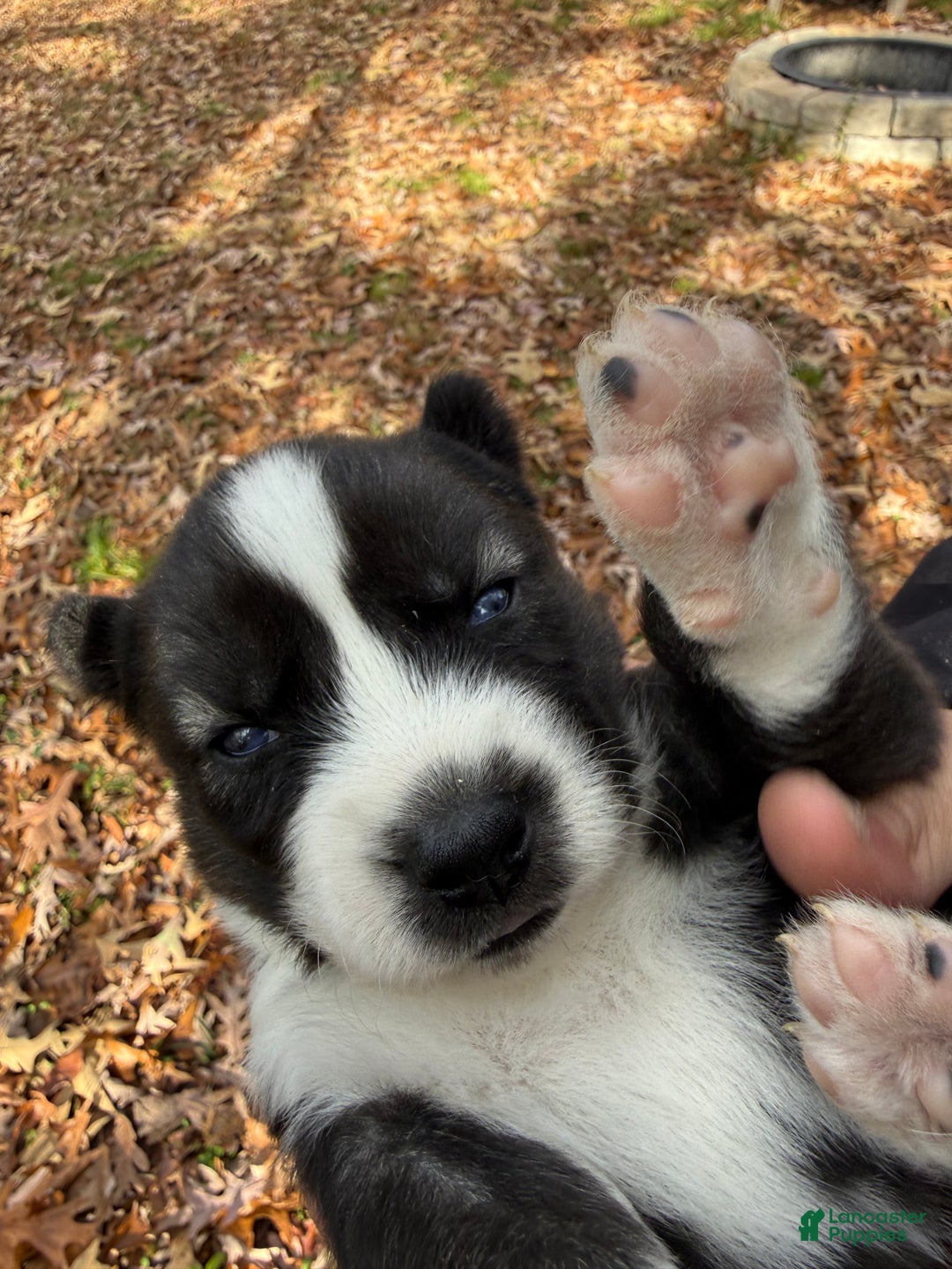 Siberian Husky dogs for sale: Pistol - Ad 6