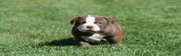 Olde English Bulldogge dogs for sale: Bluegates ETHYL - Ad 3