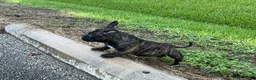 American Bully dogs for sale: Koda - Ad 8