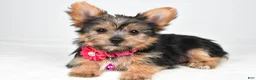 Yorkshire Terrier dogs for sale: Peggy - Ad 5