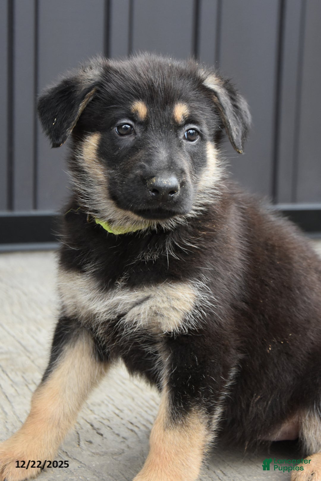 German Shepherd dogs for sale: Lolly - Ad 2
