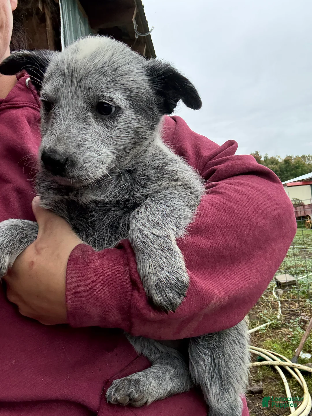Australian Cattle Dog dogs for sale: Hope - Ad 2
