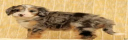Mini Bernedoodle dogs for sale: Paisley - Ad 6