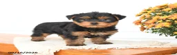 Yorkshire Terrier dogs for sale: Asher - Ad 3