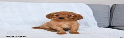 Miniature Golden Retriever dogs for sale: Buster - Ad 3