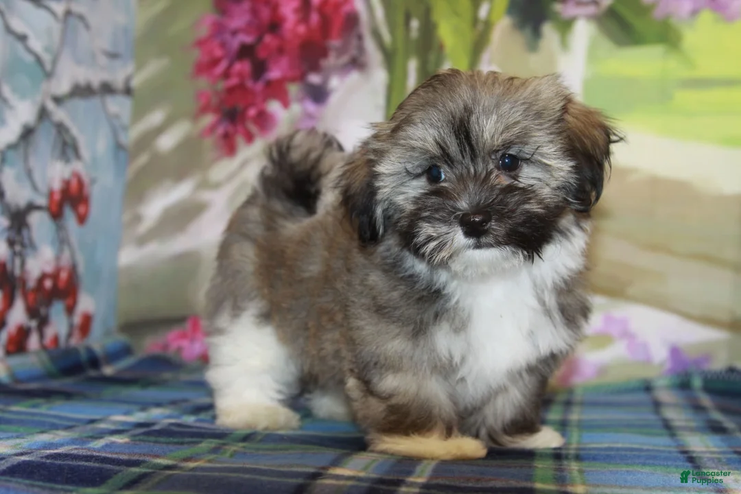 Gallery Image {{count}}