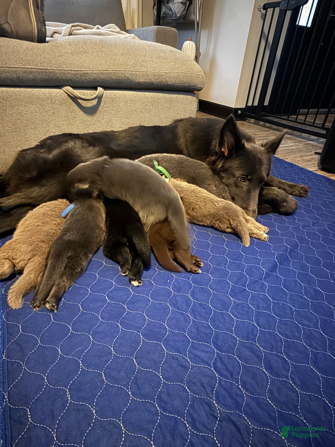 German Shepherd dogs for sale: Candy - Ad 6