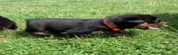 Rottweiler dogs for sale: Orange Female - Ad 5