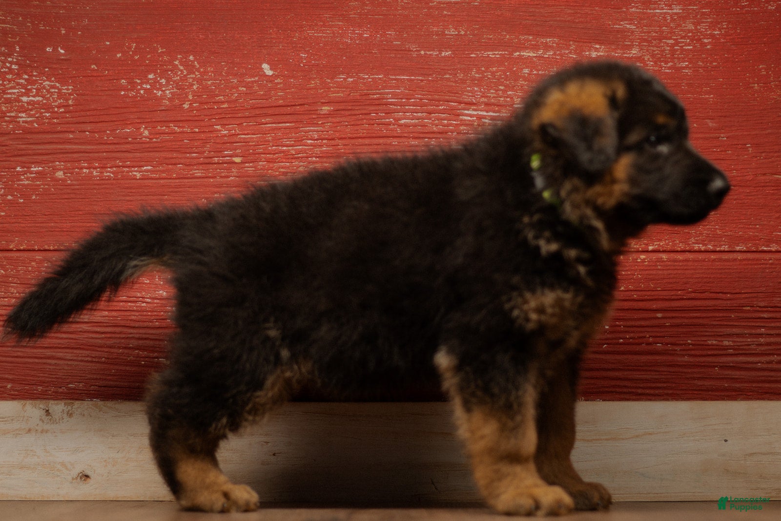 German Shepherd dogs German Shepherd Puppy 1 - Ad 1