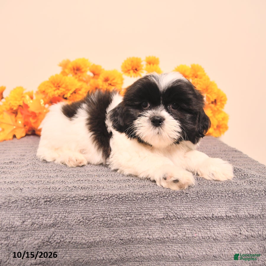 Shih Tzu dogs Gomer - Ad 2
