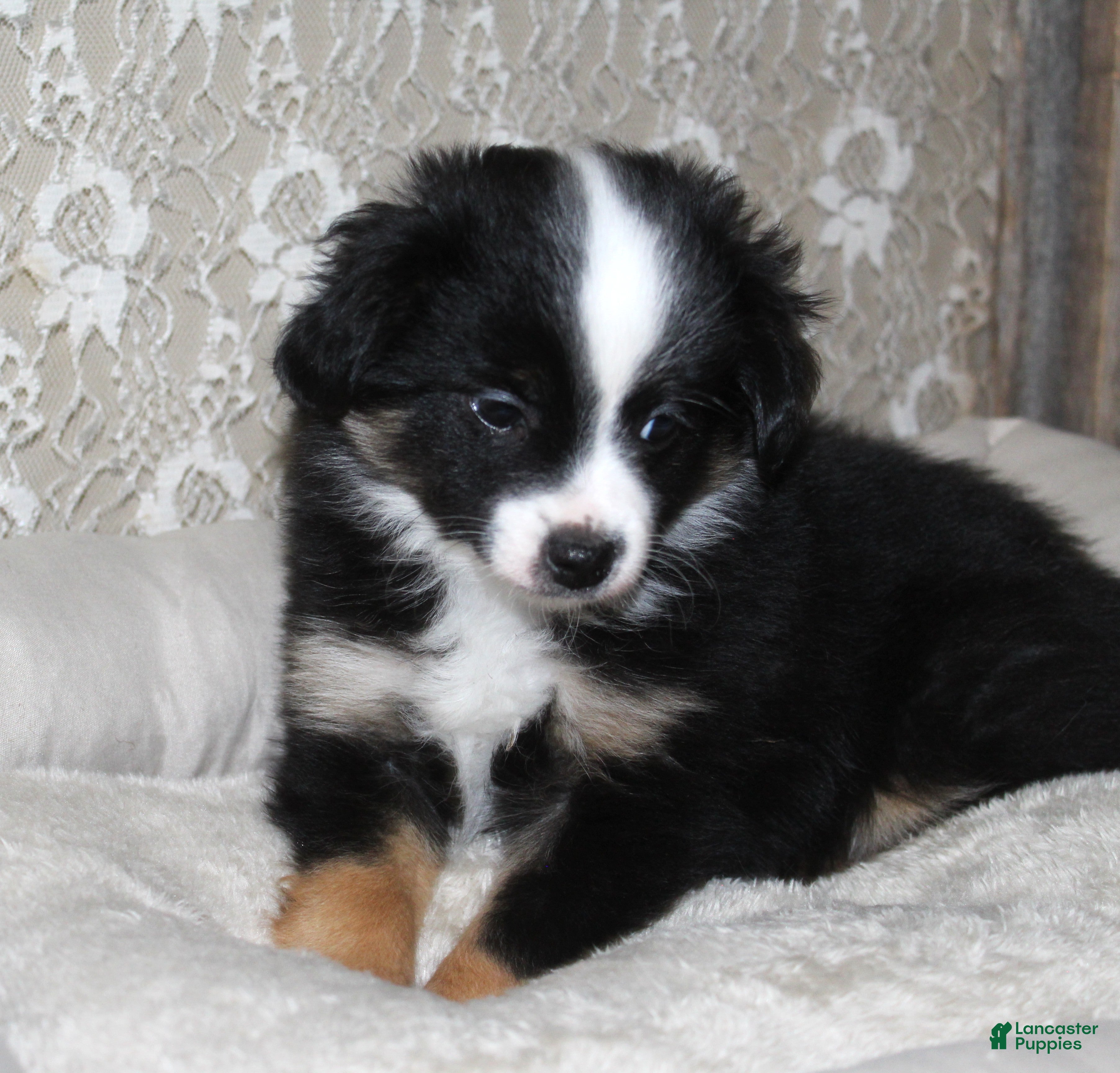 Toy Australian Shepherd dogs Toy Australian Shepherd Puppy  - Ad 5