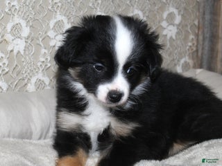 Toy Australian Shepherd dogs Toy Australian Shepherd Puppy - Ad 5