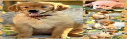 Golden Retriever dogs for sale: AKC Butter - Ad 2