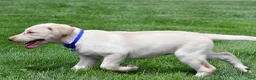 Labrador Retriever dogs for sale: Tammy - Ad 6