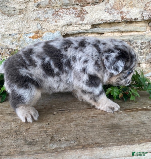 French Bulldog dogs Harvey- fluffy - Ad 2