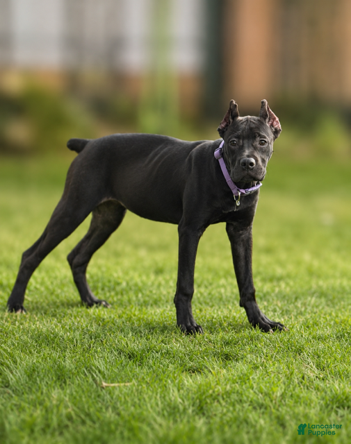 Cane Corso dogs Sky - Ad 3