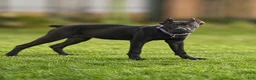 Cane Corso dogs for sale: Sky - Ad 1