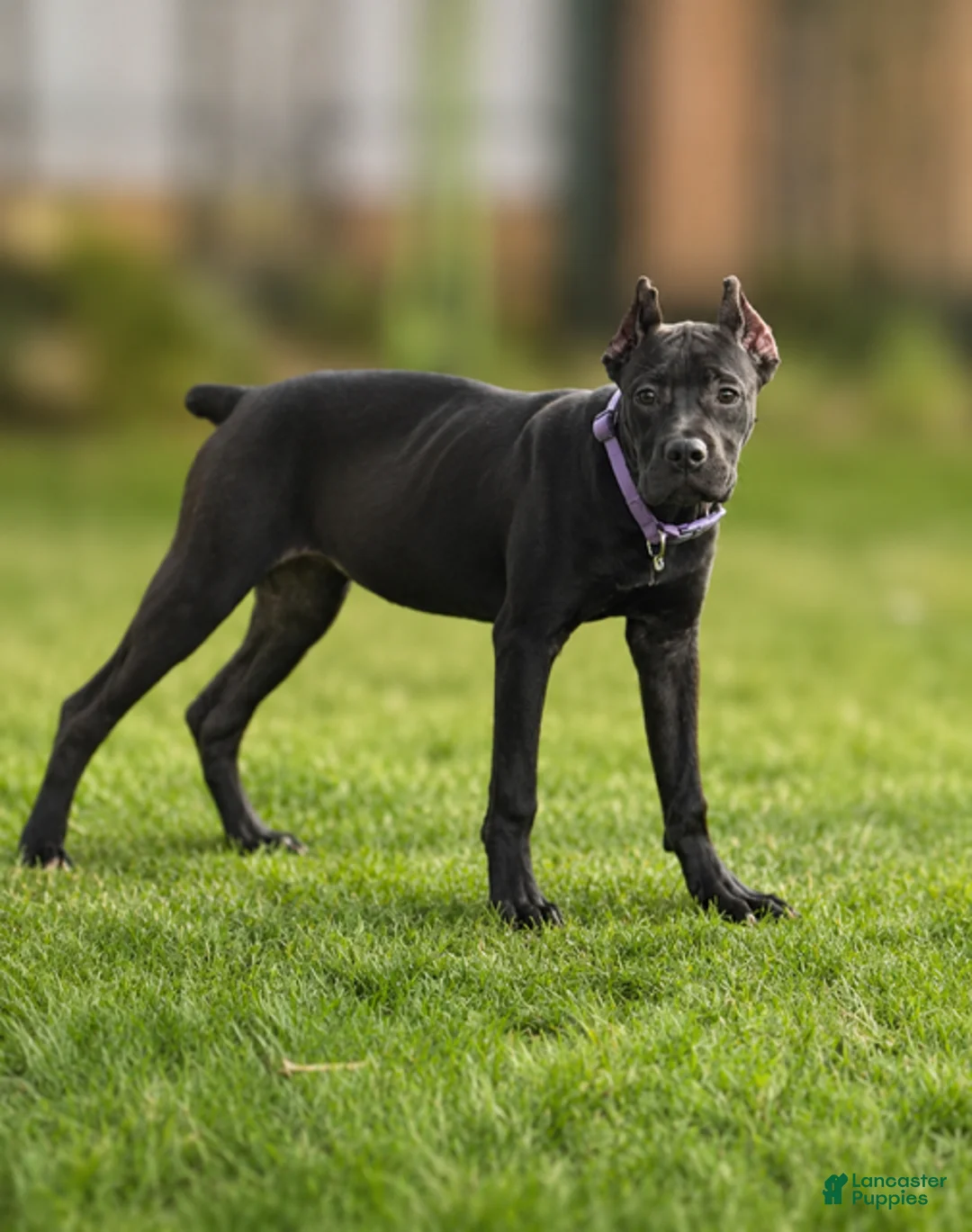 Cane Corso dogs for sale: Sky - Ad 1