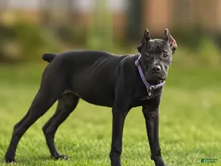 Cane Corso dogs Sky - Ad 3