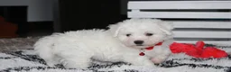 Bichon Frise dogs for sale: Kayson  - Ad 8