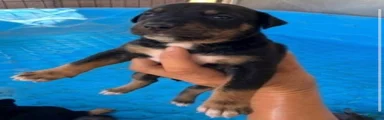 Boy 4