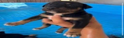 Xoloitzcuintle dogs for sale: Boy 4 - Ad 1