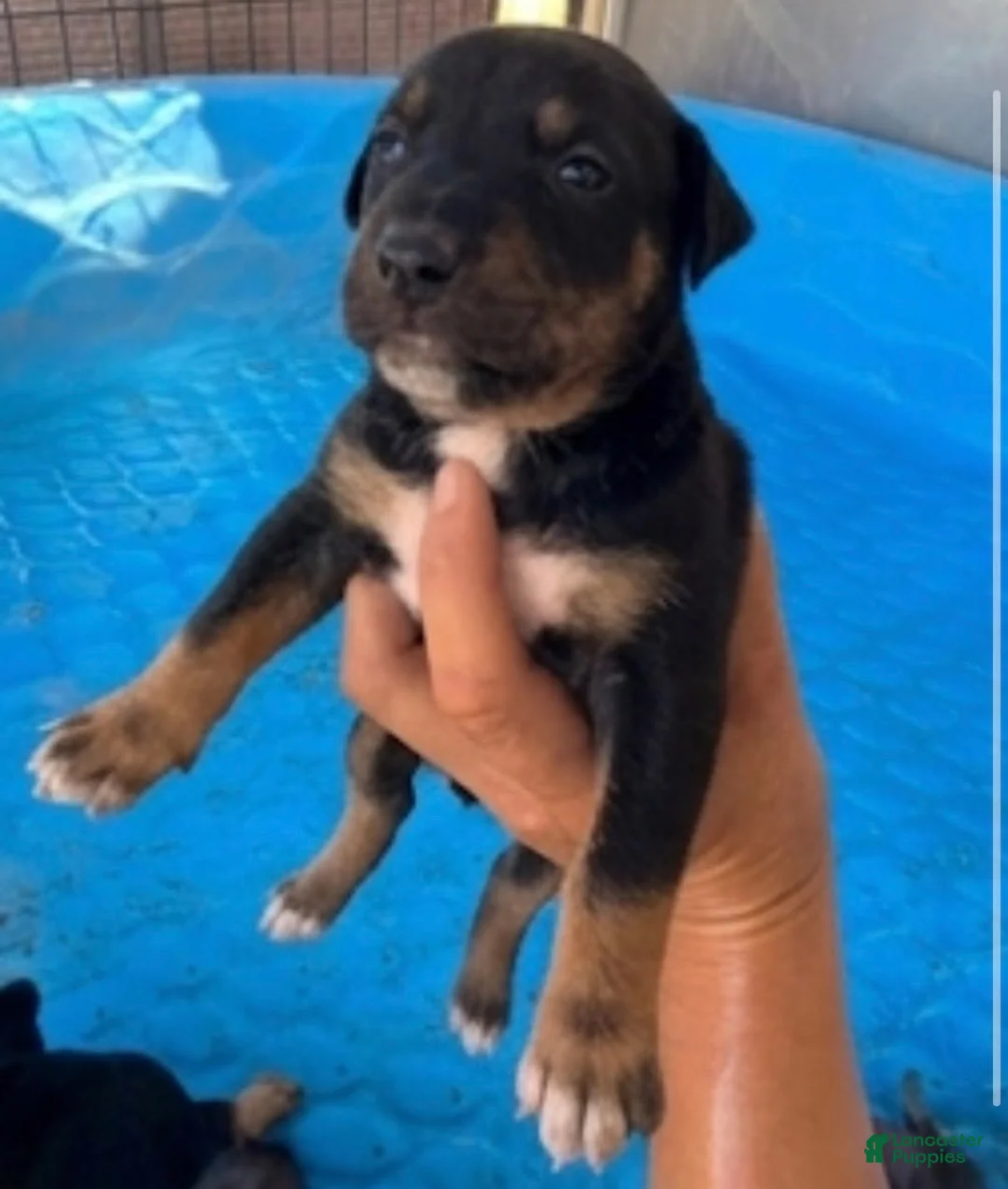 Xoloitzcuintle dogs for sale: Boy 4 - Ad 1