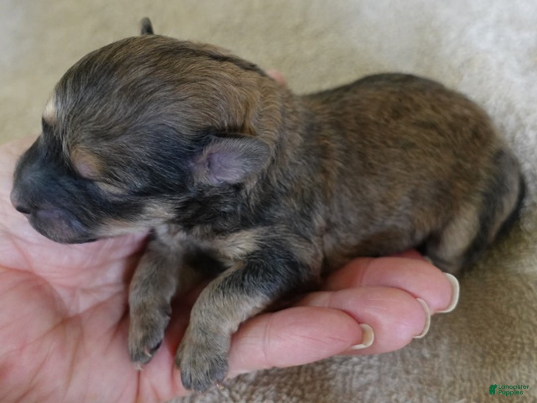 Maltipoo dogs for sale: River - Ad 7