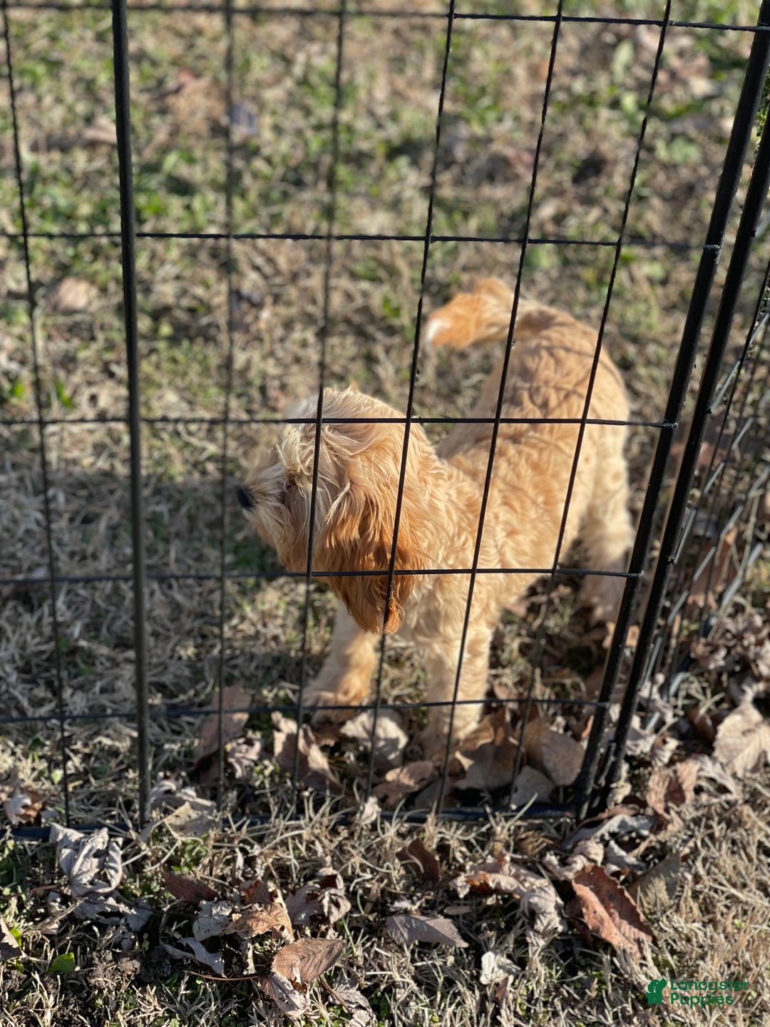 Cavapoo dogs for sale: Cavapoo Puppy 2 - Ad 5