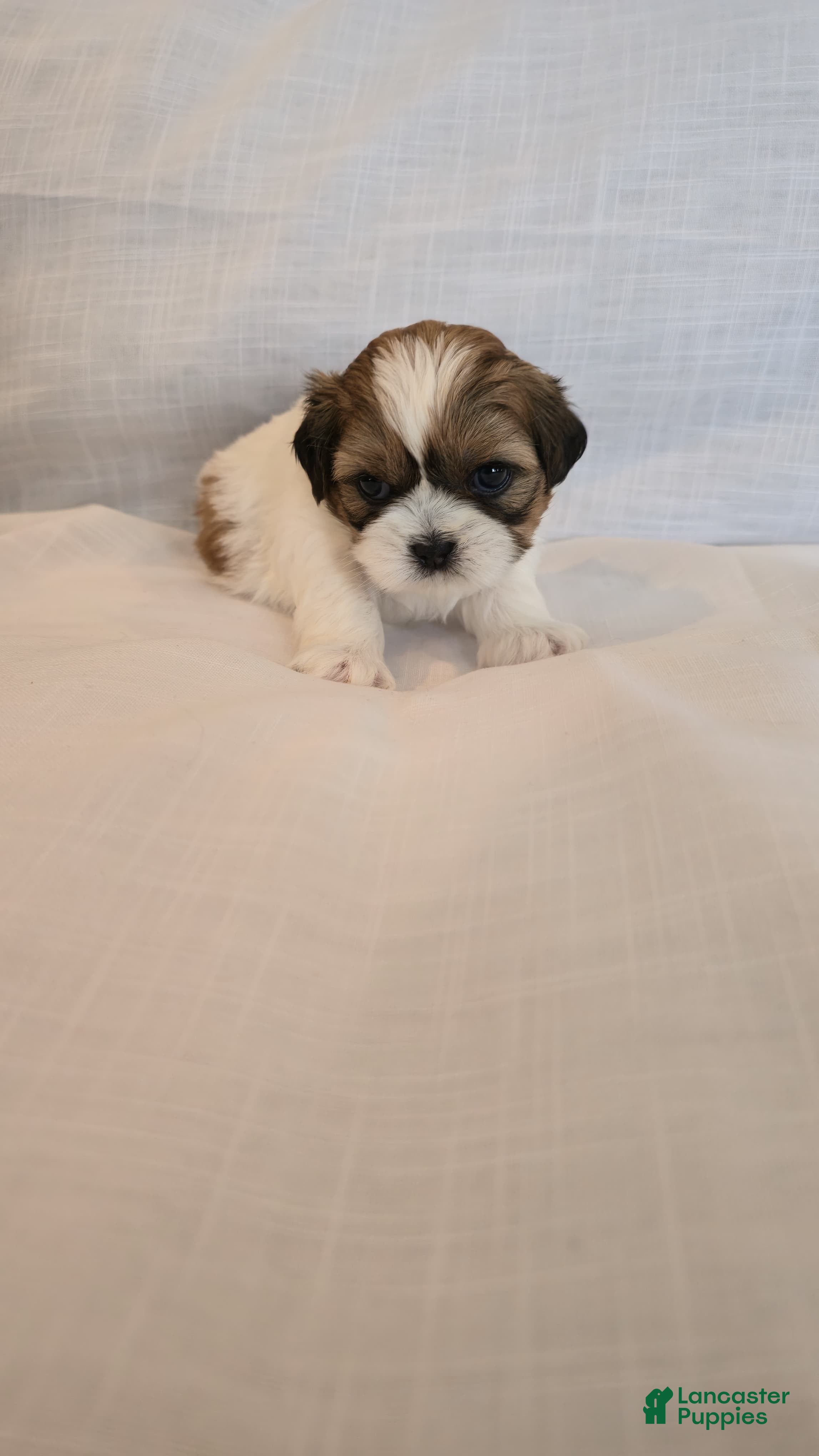 Shih Tzu dogs Moose - Ad 1
