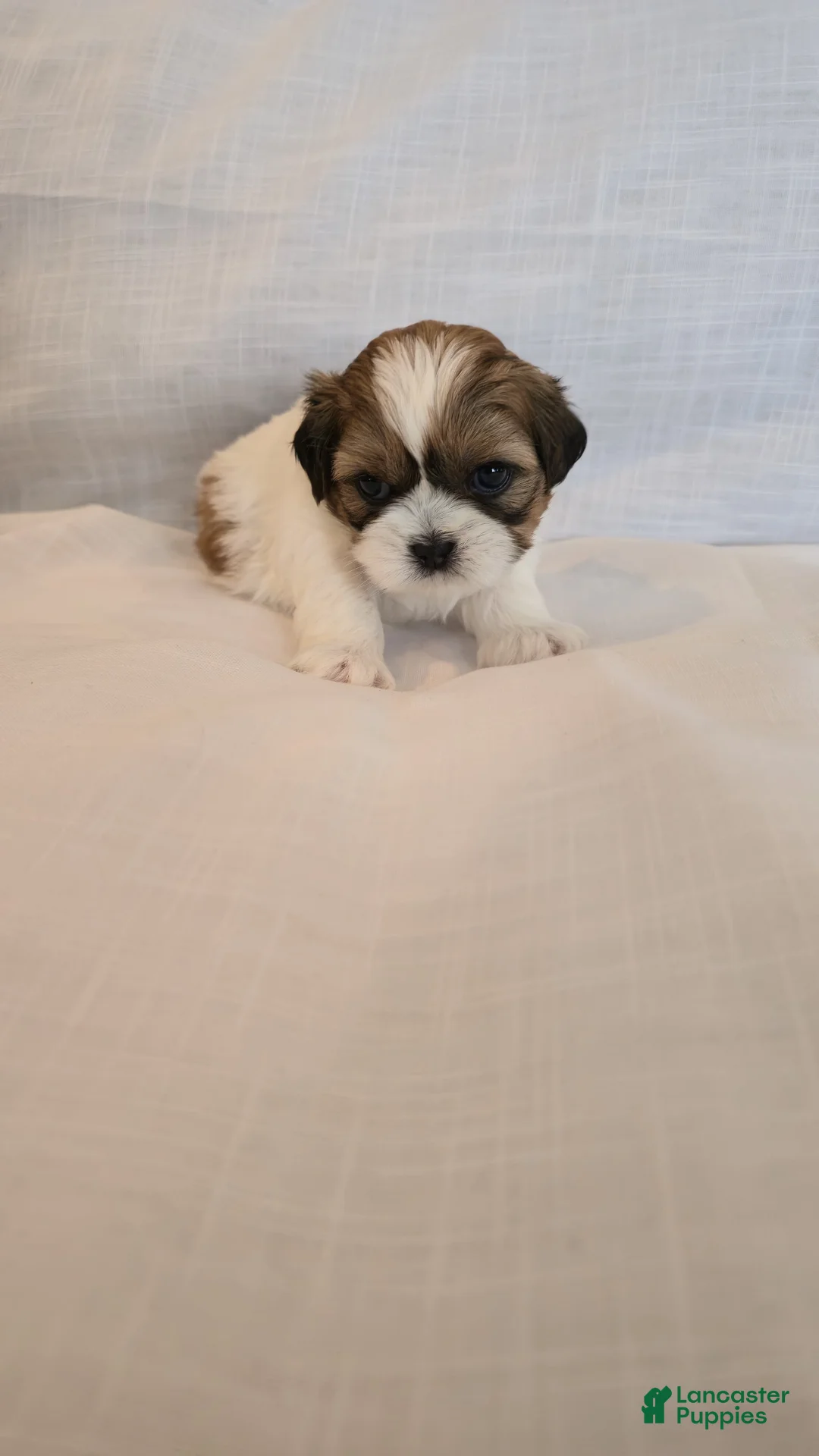 Shih Tzu dogs for sale: Moose - Ad 1