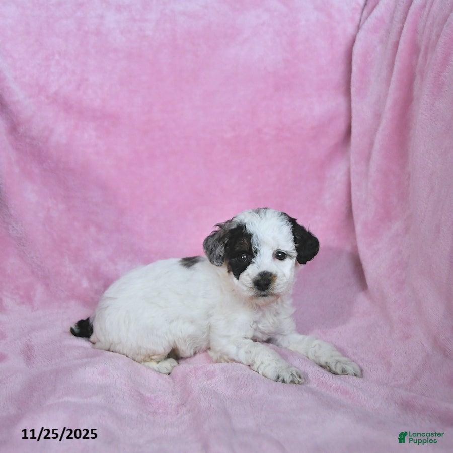 Toy Poodle dogs Kaitlyn - Ad 29