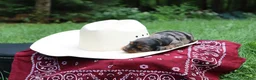 Miniature Dachshund dogs for sale: Paris - Ad 2