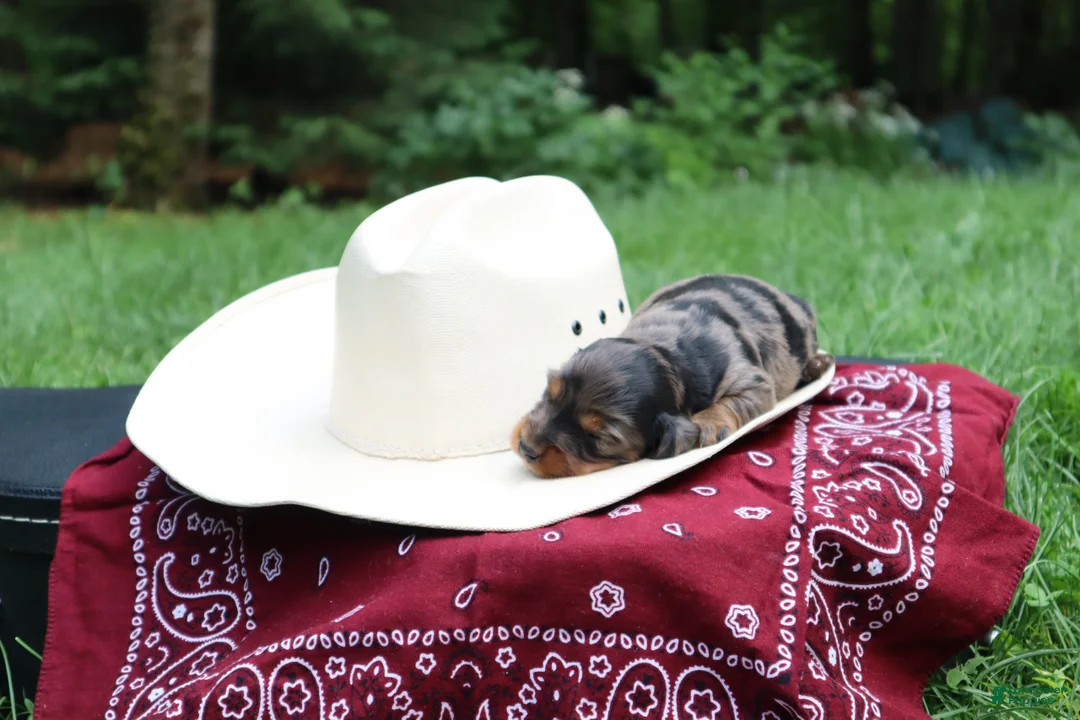 Miniature Dachshund dogs for sale: Paris - Ad 2