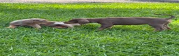 Catahoula Leopard Dog dogs for sale: Red Girl - Ad 6