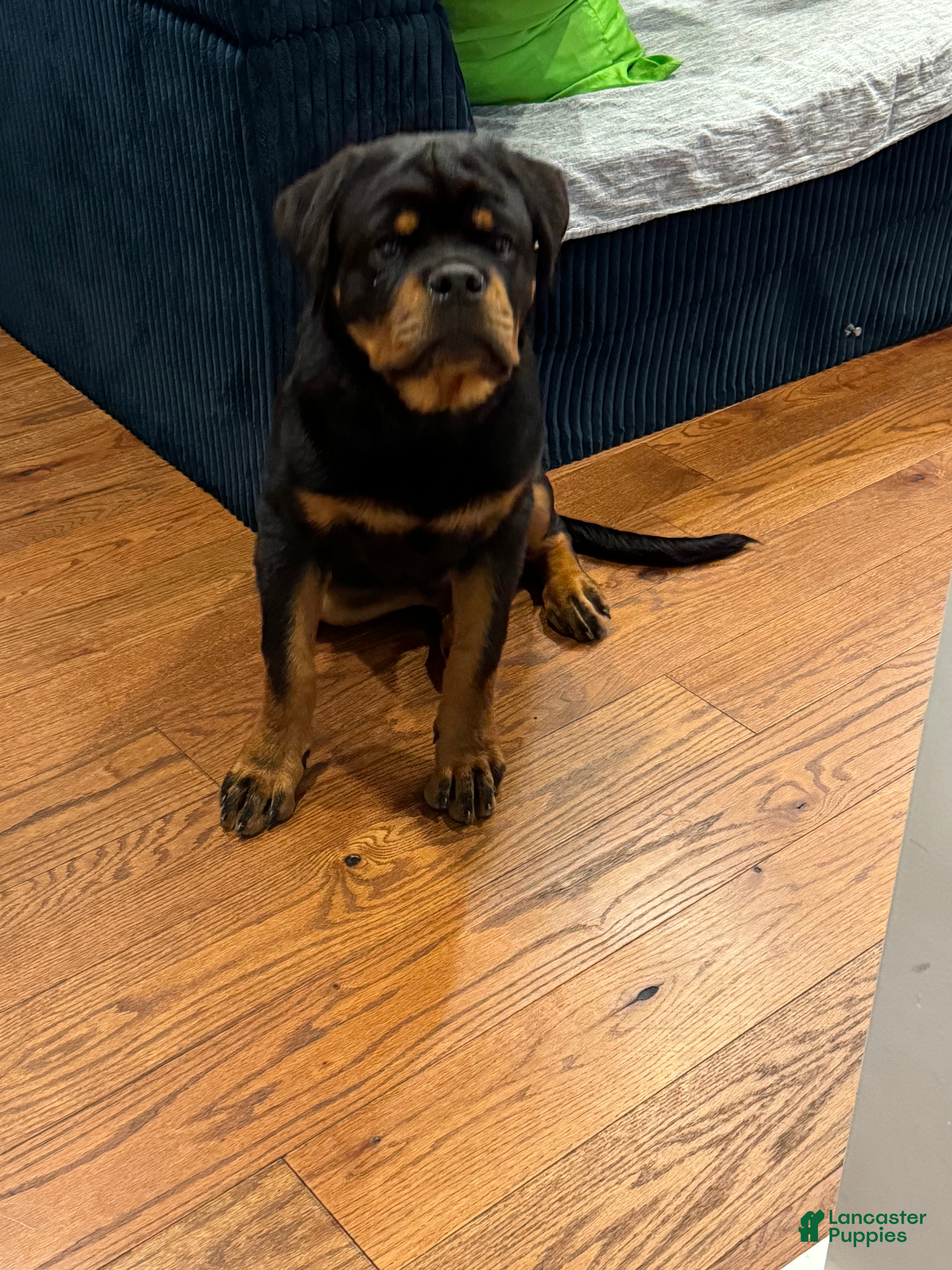 Rottweiler dogs Rottweiler 7 - Ad 9