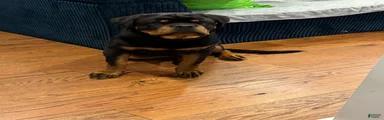 Rottweiler 7