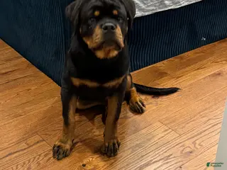 Rottweiler dogs Rottweiler 7 - Ad 9