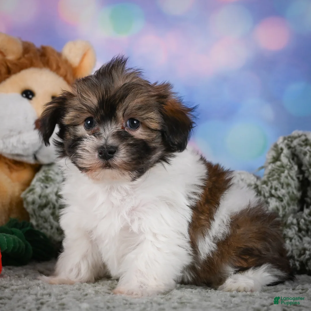 Maltipoo dogs for sale: cody - Ad 2