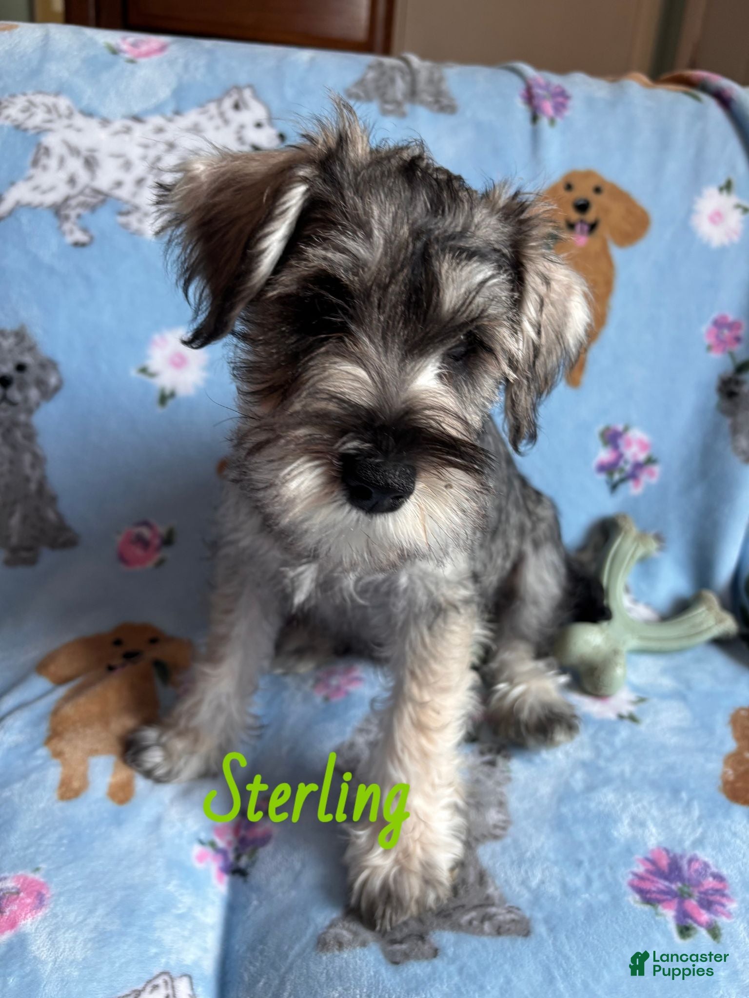 Miniature Schnauzer dogs Sterling  - Ad 4
