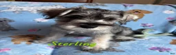 Miniature Schnauzer dogs for sale: Sterling  - Ad 1